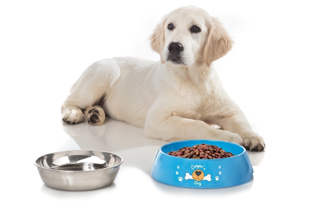 Ciotola per cani Hungry